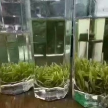 菊花茶特级