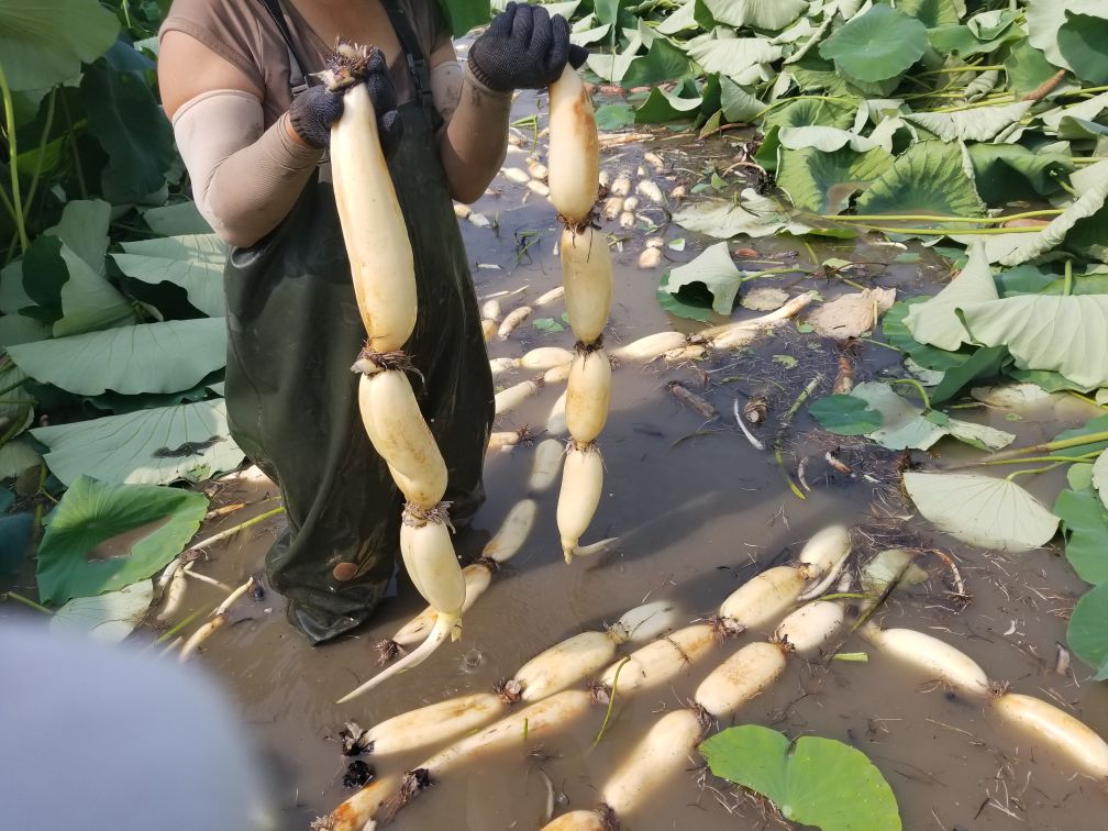 白莲藕的农业种植场景