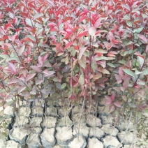 紫叶矮樱50~80cm2cm以下