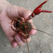 鲶鱼食用