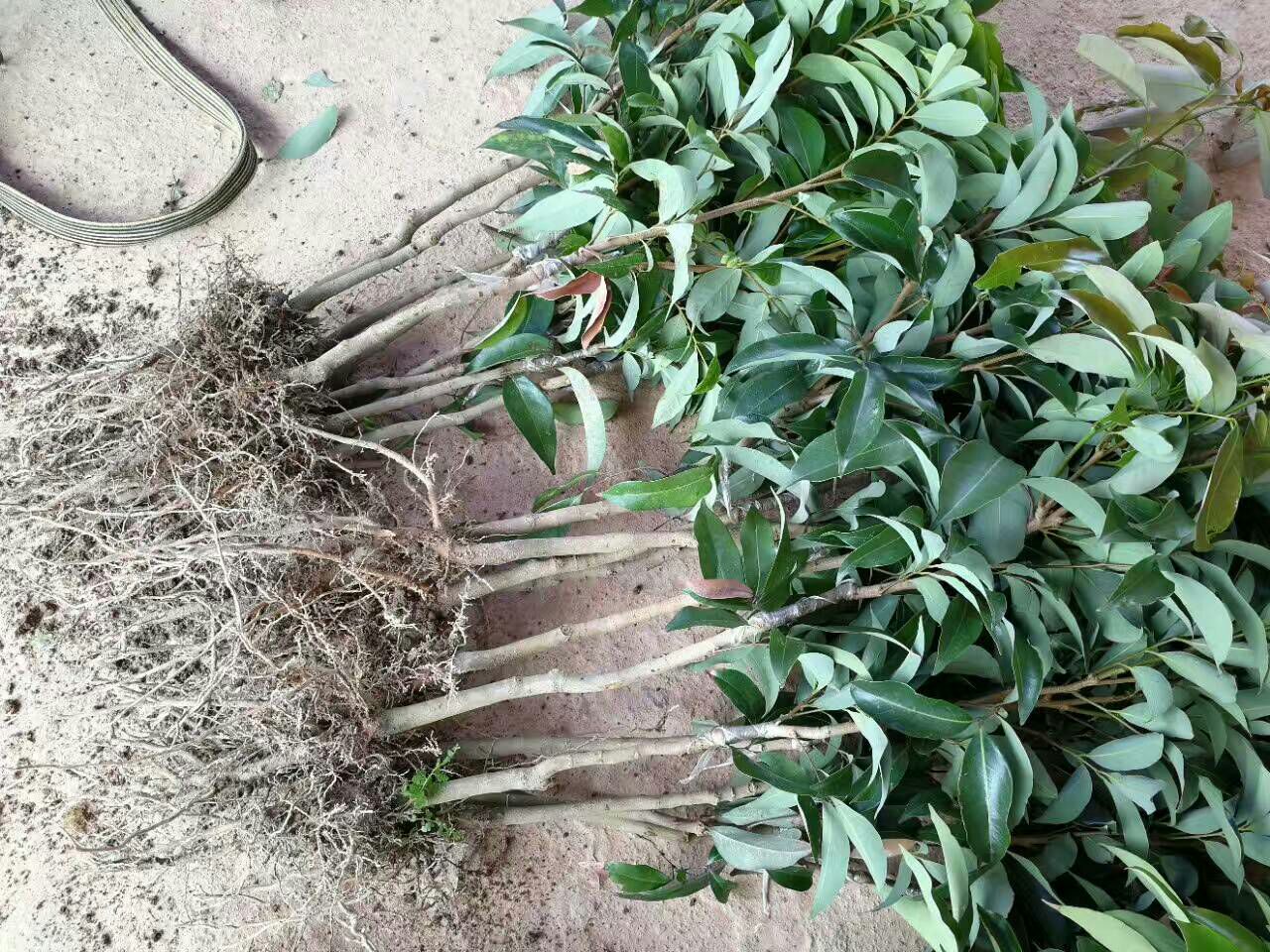 无核荔枝幼树开花初期实景图