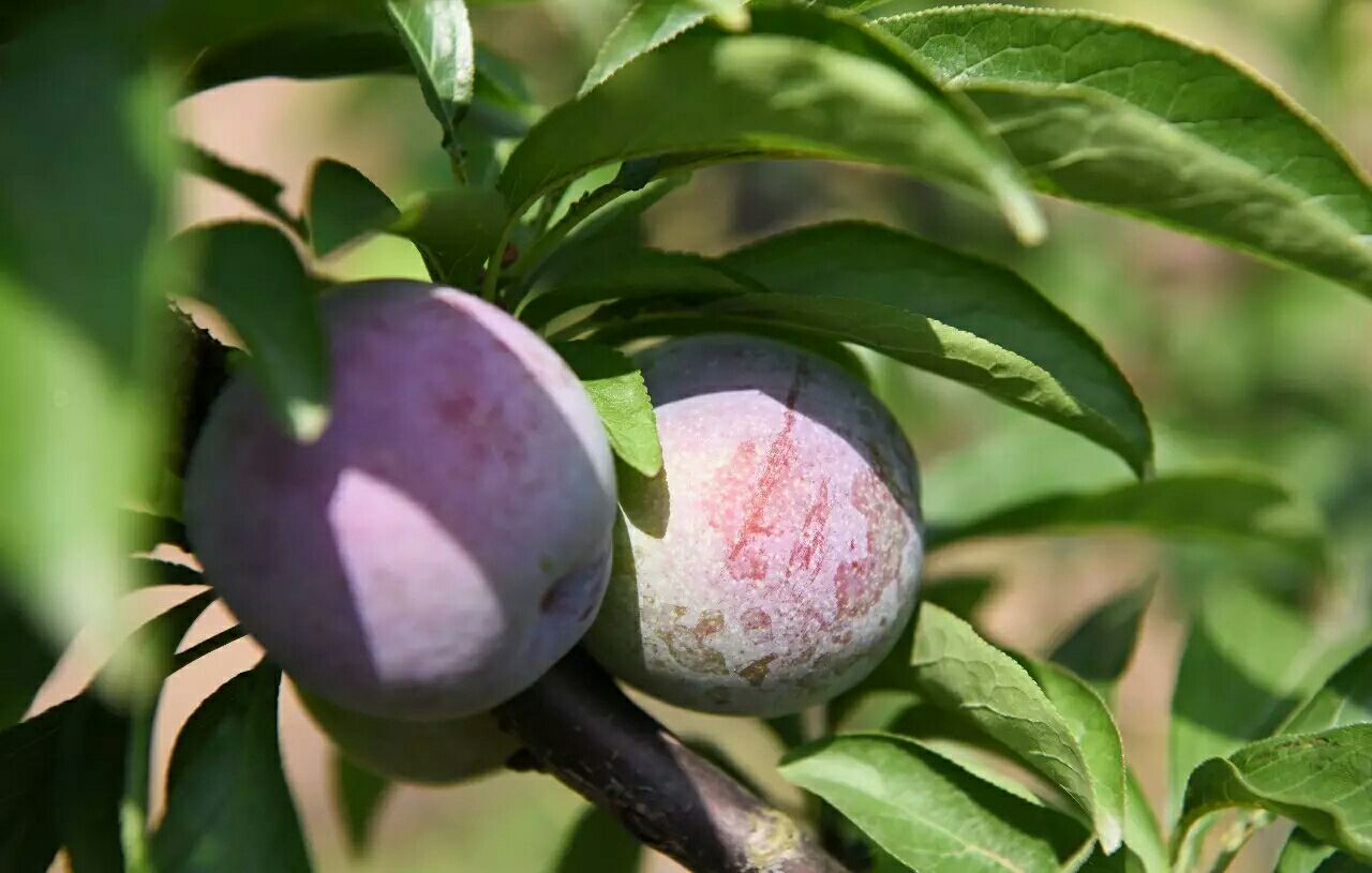 一张木质桌面上摆放着两组李子,左侧为国峰七号李子,果实较大、呈深紫红色,表面光滑带白霜;右侧为普通小李子,颜色偏红黄,个头较小;中间放有一把尺子用于对比大小,背景虚化突出主体 国峰七号李子与普通李子对比展示图