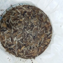 福鼎白茶一级