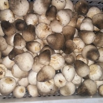 鲜草菇88%一级