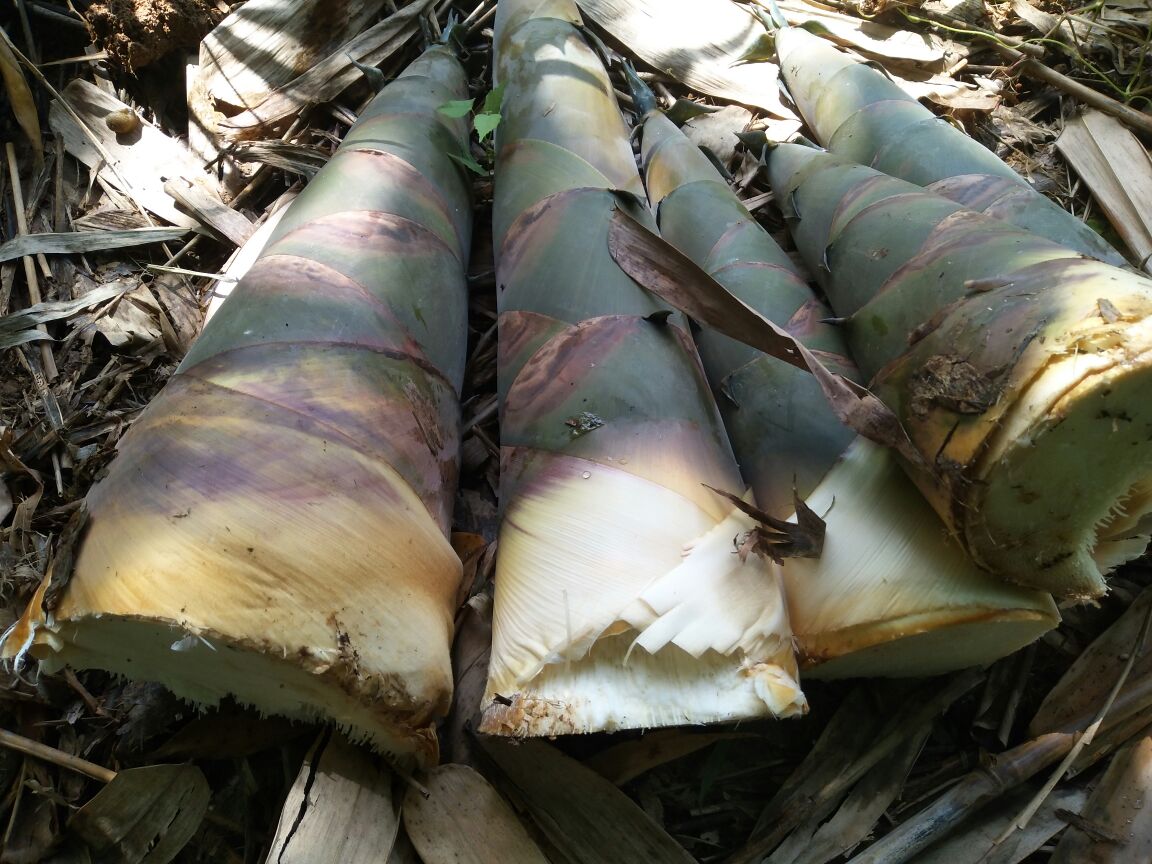 一筐刚从山地采摘下来的新鲜麻竹笋,外皮呈黄褐色带有黑色斑纹,剥开后露出洁白饱满的笋肉,背景为清晨雾气缭绕的竹林,阳光透过树叶洒下斑驳光影 新鲜麻竹笋特写