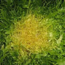 苦苣菜15~20厘米