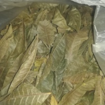 青钱柳茶三级