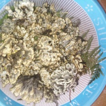 干巴菌特级