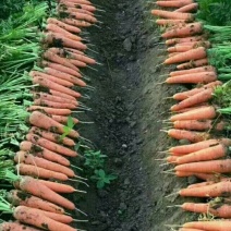 胡萝卜种子