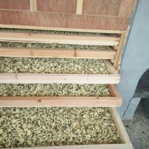 菊花茶特级