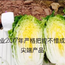 白菜种子