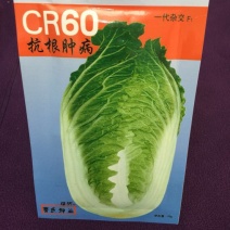 白菜种子