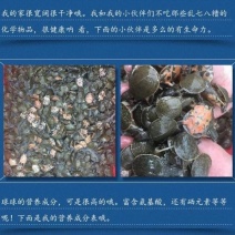 甲鱼苗鱼苗