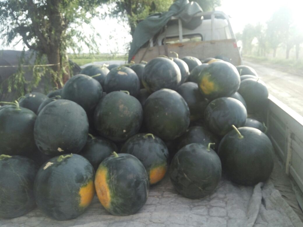 瓜州无籽西瓜包装车间,工作人员正在对西瓜进行分级、包装、贴标,准备发往全国各地 瓜州无籽西瓜包装与物流发货现场