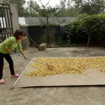 姜茶一级