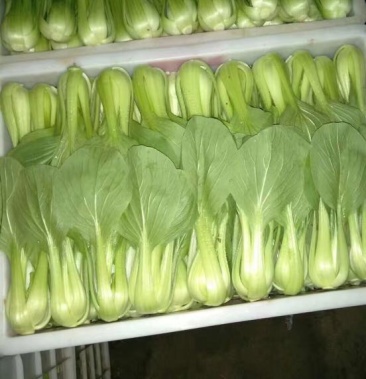 上海青小白菜810cm