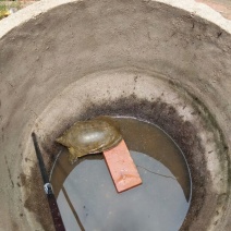 野生甲鱼2.5~3斤