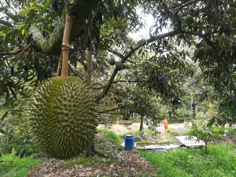 马来西亚彭亨州劳勿县猫山王果园航拍图