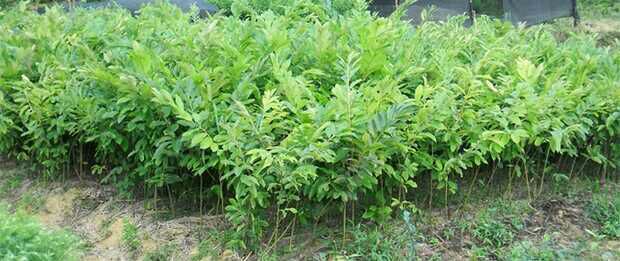 夏季修剪与施肥现场图