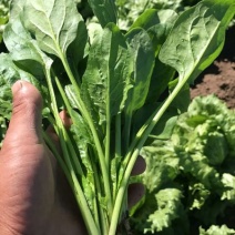 大叶菠菜15~20厘米