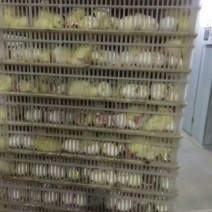 鹅苗250g以上