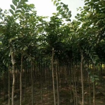榆树8~10cm6~8cm2.5~3m