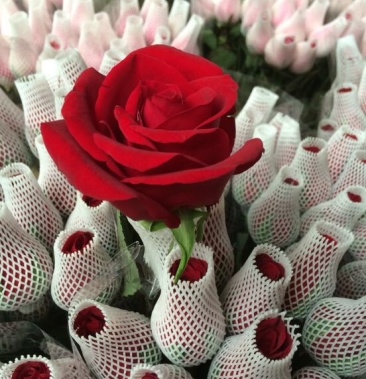 云南昆明斗南鲜花基地直供红玫瑰 10朵 红玫瑰鲜花速递