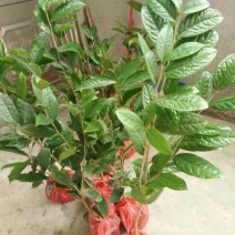 金花茶叶一级