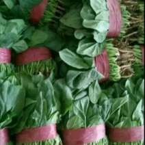 菠菜20~25厘米