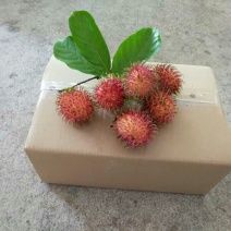毛丹1.5~2cm
