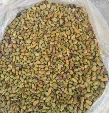 柠条籽西北柠条子质量好