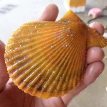 栉孔扇贝食用鲜活5~10只/kg