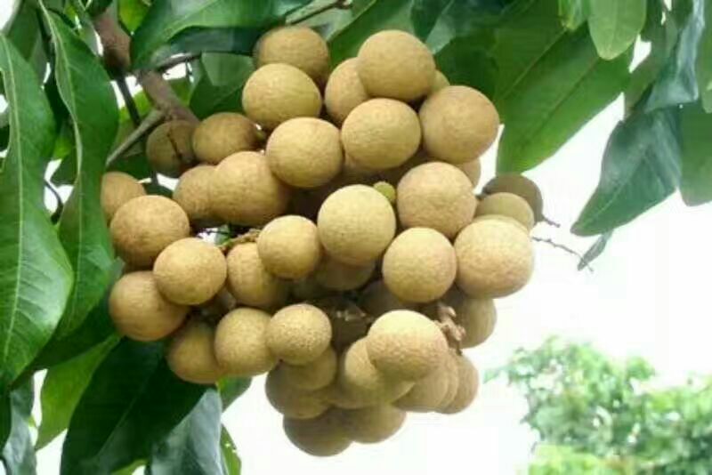 展示石硖龙眼的果实外观,包括果壳颜色、果形和果蒂连接状态 石硖龙眼的外观特征