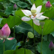 荷花20~30cm