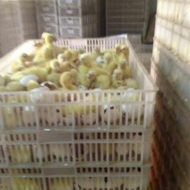 泰州白鹅鹅苗250g以下