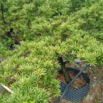 造型松14公分