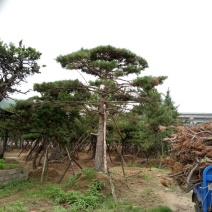 造型松14公分