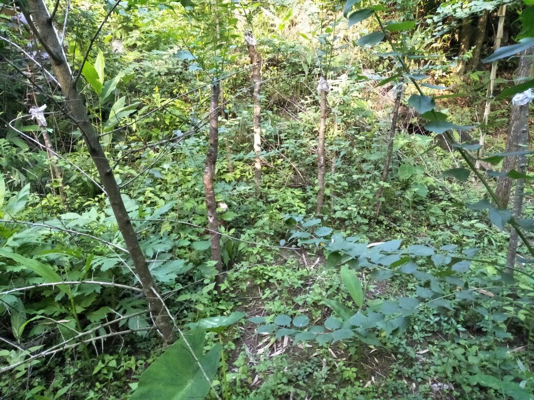 杏叶茴芹的生长环境