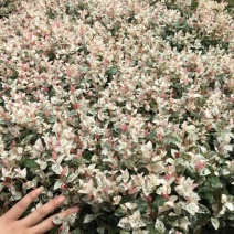 花叶络石1cm以下1米以下