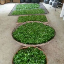 老树茶末茶