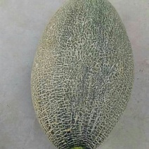西州蜜瓜3斤以上长圆形