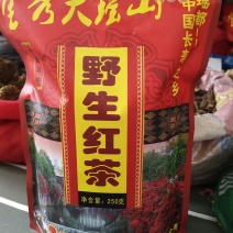 苦丁茶