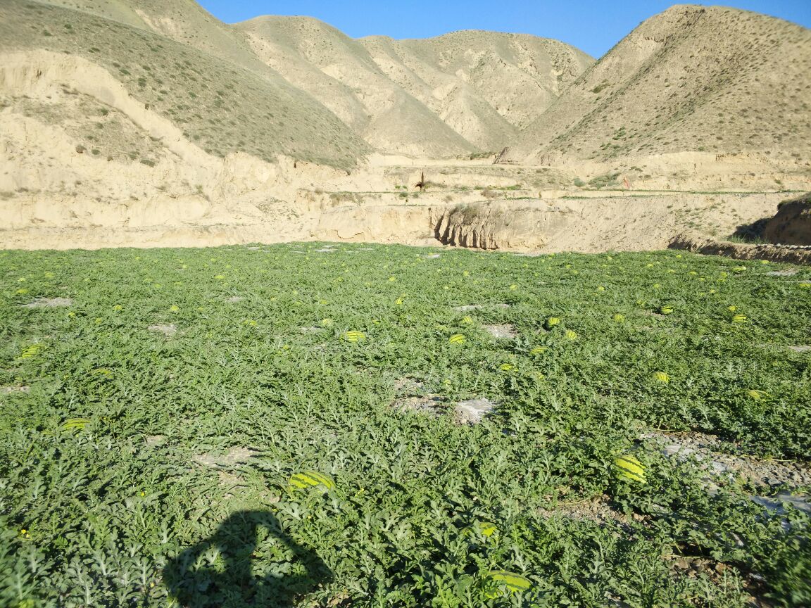 从空中俯瞰一片广阔的西瓜种植园,整齐排列的绿色藤蔓覆盖大地,一个个圆滚滚的深绿色西瓜点缀其间,田间有农民正在劳作,远处可见灌溉系统和农用车辆,展现现代农业规模化种植景象 大型西瓜种植基地航拍图