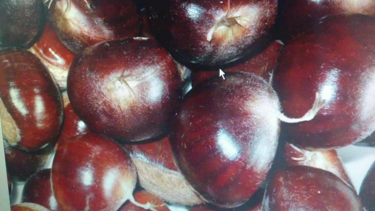 展示黑孩油栗果实的外观,深褐色带光泽的外壳,果仁饱满,突出其优质特征 黑孩油栗的果实特写