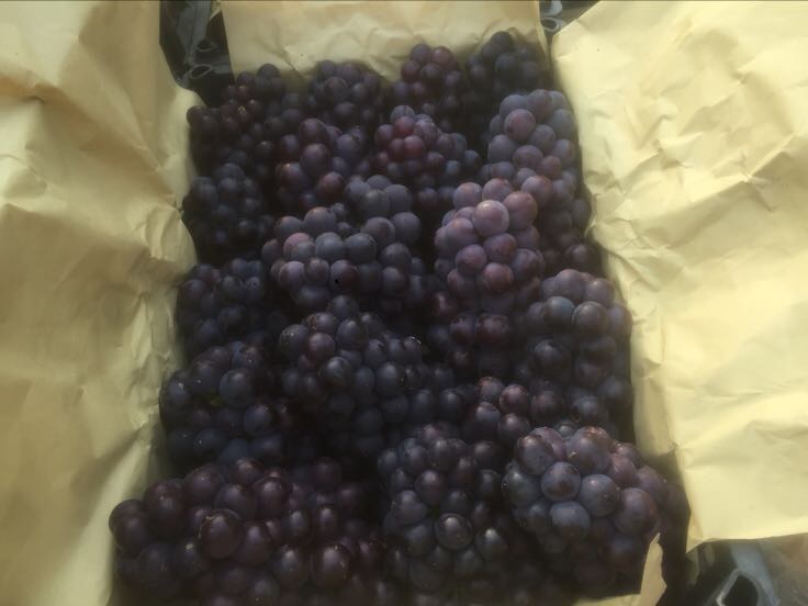 京亚葡萄果实特写,展示其果粒饱满、颜色深紫、带有籽粒的特征 京亚葡萄特写