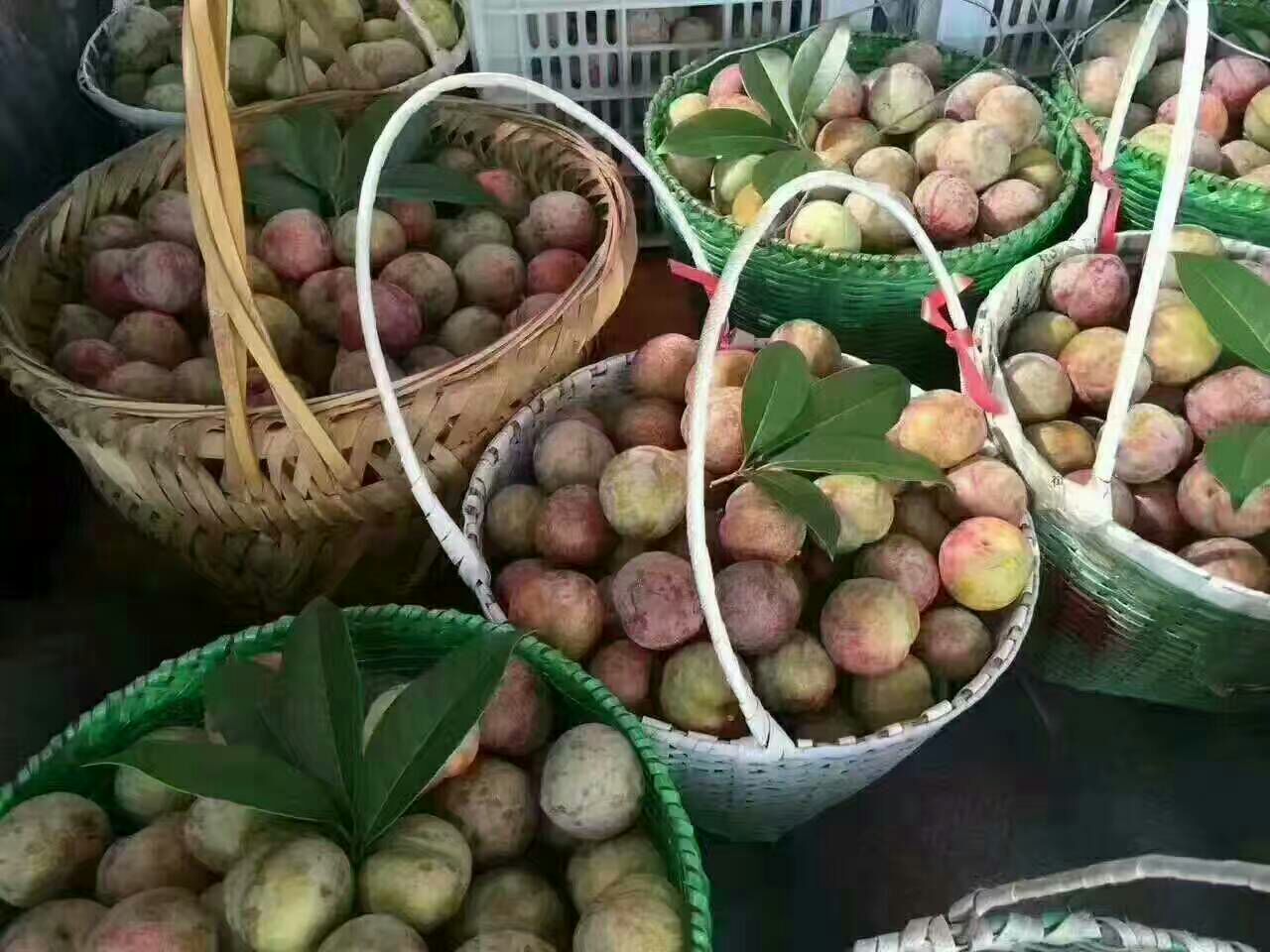 浦江桃形李采摘与挑选场景图