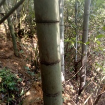 竹子15~16m