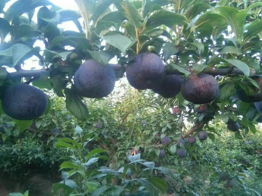 黑布林李子挂满枝头