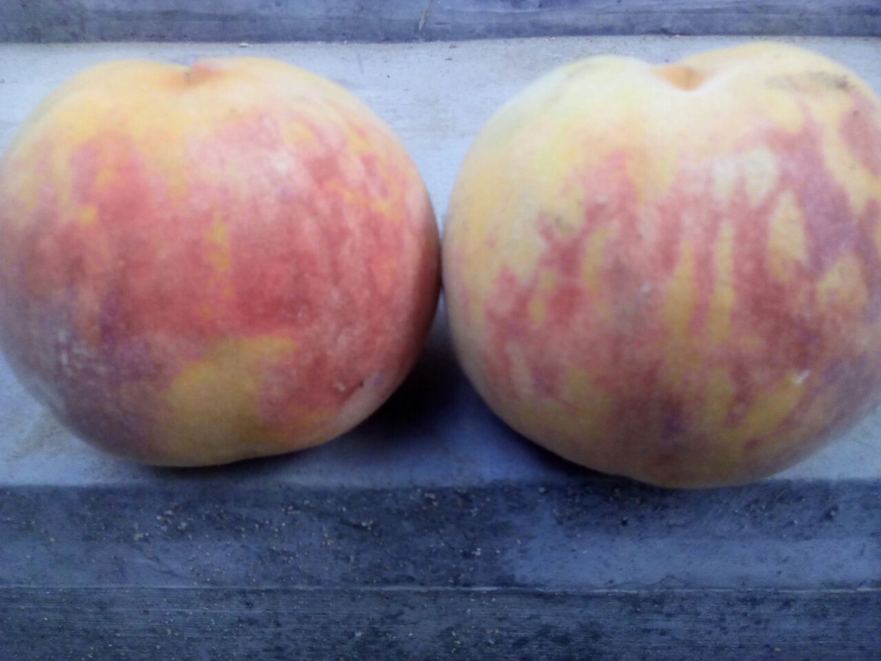 展示如何挑选成熟的83黄桃,包括果皮颜色、手感和气味判断方法 83黄桃的挑选技巧展示图