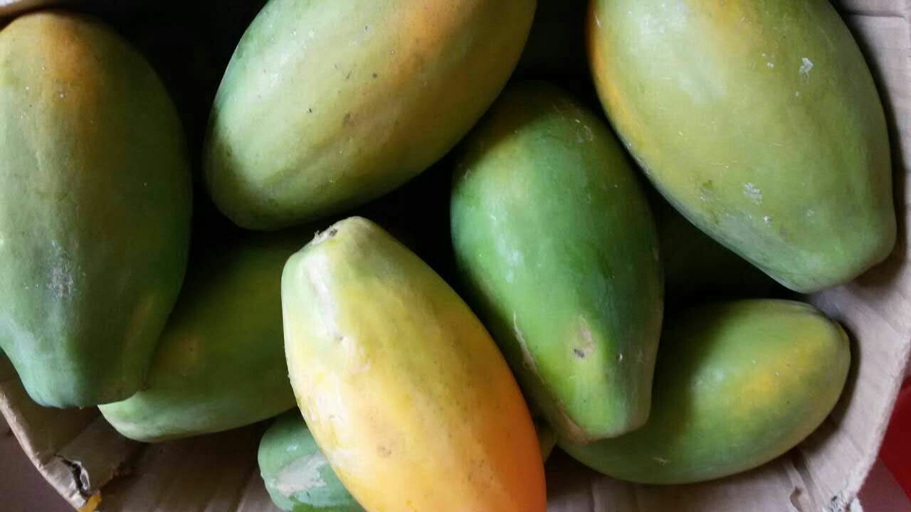 木瓜不同成熟阶段对比图